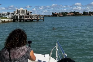 Spotting dolphins near Marco