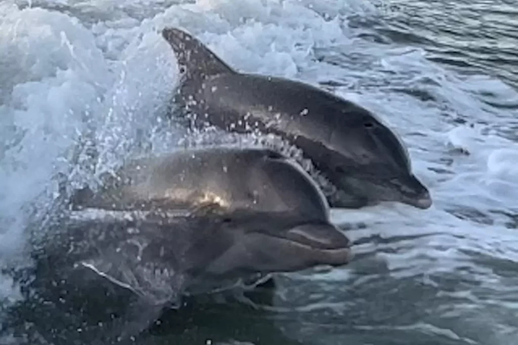 Atlantic bottlenose dolphins near Marco Island