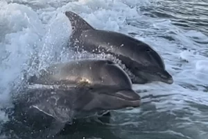 Atlantic bottlenose dolphins near Marco Island