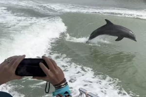 Get your camera ready when the dolphins jump!