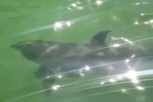 Dolphins near the boat in clear water at Cape Marco