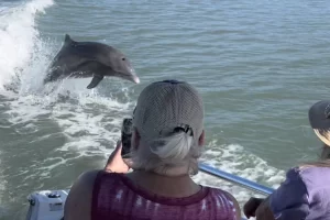 Dolphins are fun sightings for all ages