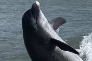 Whoa dolphin backflips