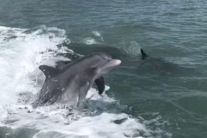 Playful dolphin pod
