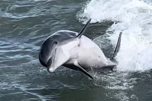 How to see dolphins Marco Island jumping