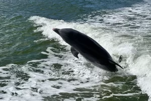 Playful dolphins