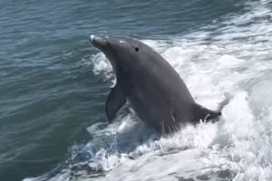 Playful dolphins surfing