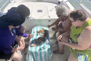 Sorting through all the shells