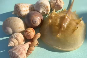 rare shells and a horseshoe crab molting