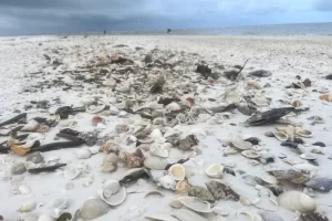 So many shells!