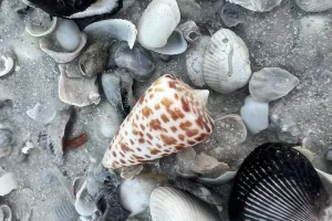 Shelling in the 10000 islands
