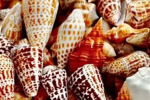 So many shells! Quite a haul from a Florida Island Tours shelling trip
