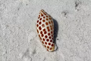 The rare Junonia shell