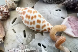 How to find a Junonia shell on Kice Island