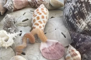 Great shells from a master naturalist guided guided Marco Island shell tour