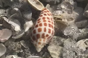 10000 islands shelling for the rare Junonia