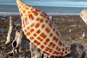 Family shelling on Marco Island