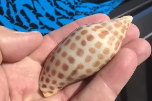 The junonia is the rarest seashell found on Florida beaches
