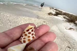 Even a piece of a junonia is a special find