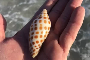 Your Junonia or "j" finds you