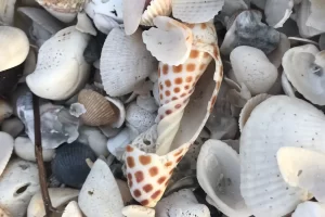 Tips for how to find a junonia shell in the 10000 islands