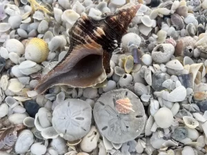 Florida horse conch and sand dollars on Kice Island