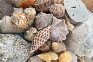 Junonia, alphabet cone, sand dollar - Kice Island is the best shelling beach in Florida
