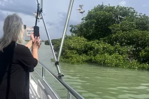 Taking pictures of the pelicans in the mangroves