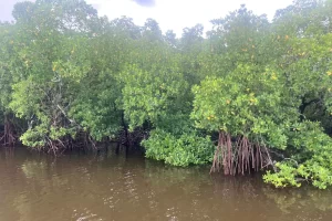 So many mangroves! Easy to get lost in all those islands
