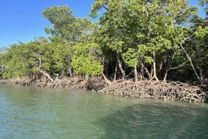 Ten thousand islands mangroves