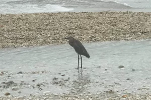 See lots of birds on low tide