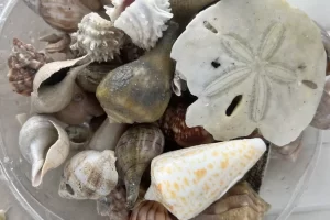 sand dollar shelling