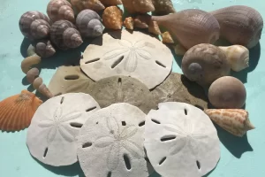 Guided shelling boat tours on Marco Island