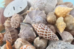 shelling tips from local captains