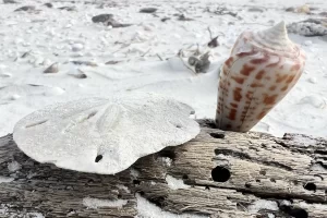 sand dollar and alphabet cone