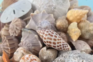 Lots of great shells