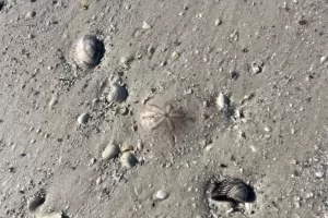 Look for sand dollars hidden in the sand