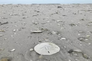 Another sand dollar on the beach!