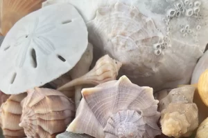 Sand dollar shelling with kids on Marco Island