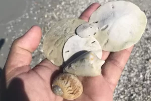 Sand dollars found on Dickmans island near Marco