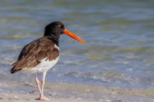 American Oystercatcher in the Ten Thousand Islands