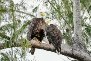 Bald Eagles on Marco Island