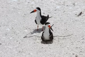Black skimmers on a beach in the Ten Thousand Islands
