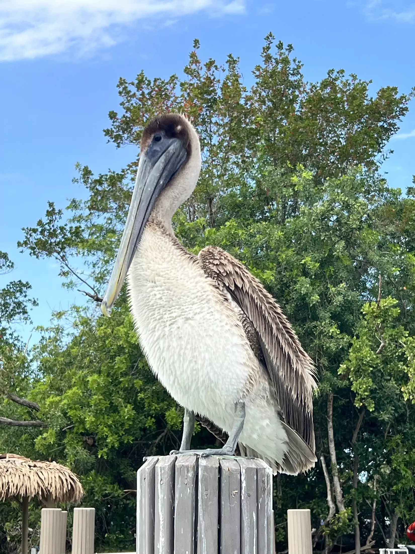 Brown Pelican