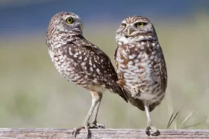 Burrowing Owls, the darlings of Marco Island