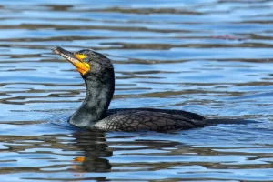 Double-crested cormorant