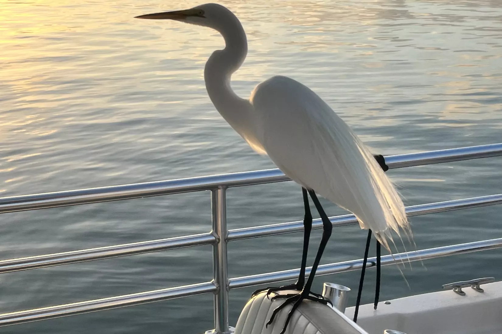 Great Egret visiting on our eco tour