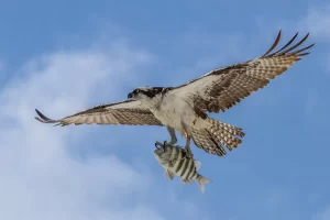 Osprey with a catch