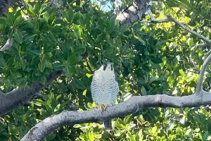 Peregrine Falcon