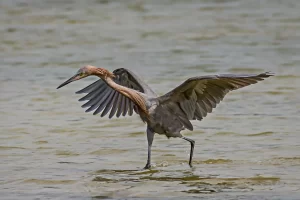 Reddish egret dancing as it chases a fish